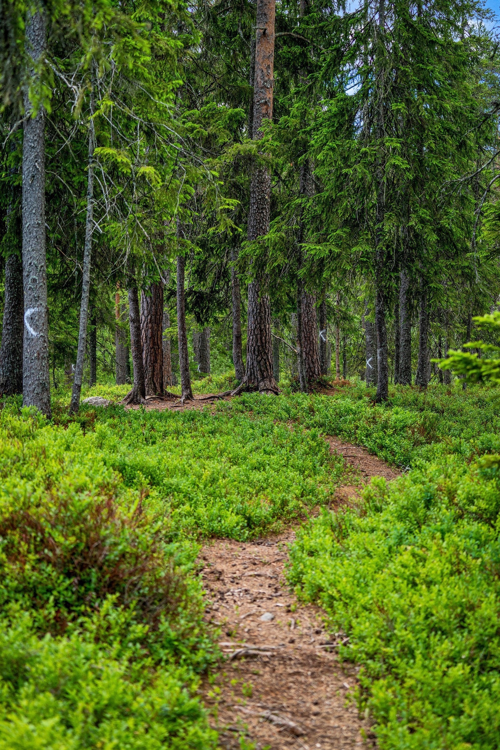 Opplev roen i skogen rett utenfor stuedøren Galleribilde