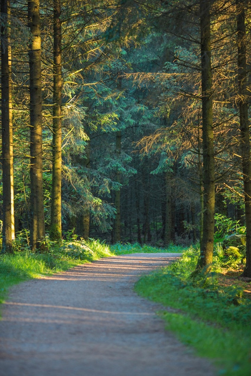 Område Galleribilde