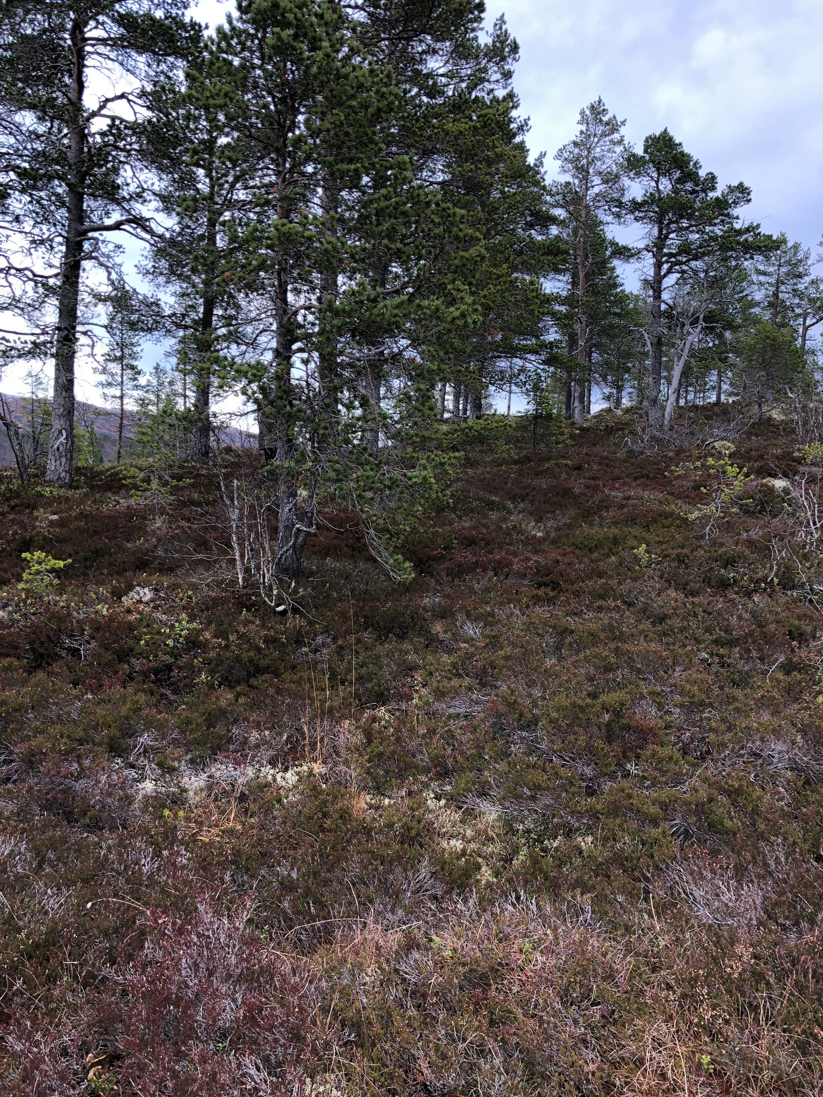 tomt Galleribilde