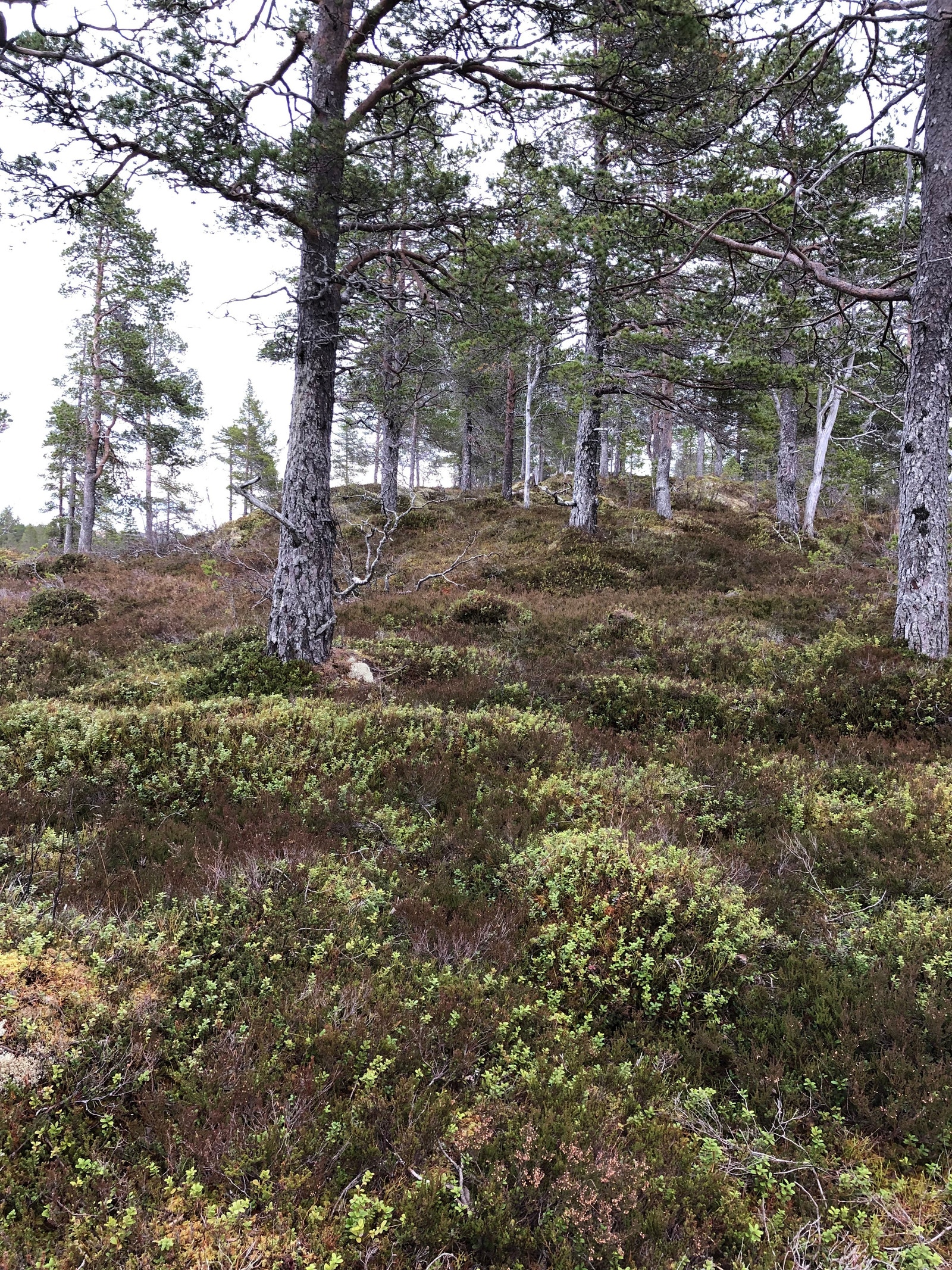 tomt Galleribilde