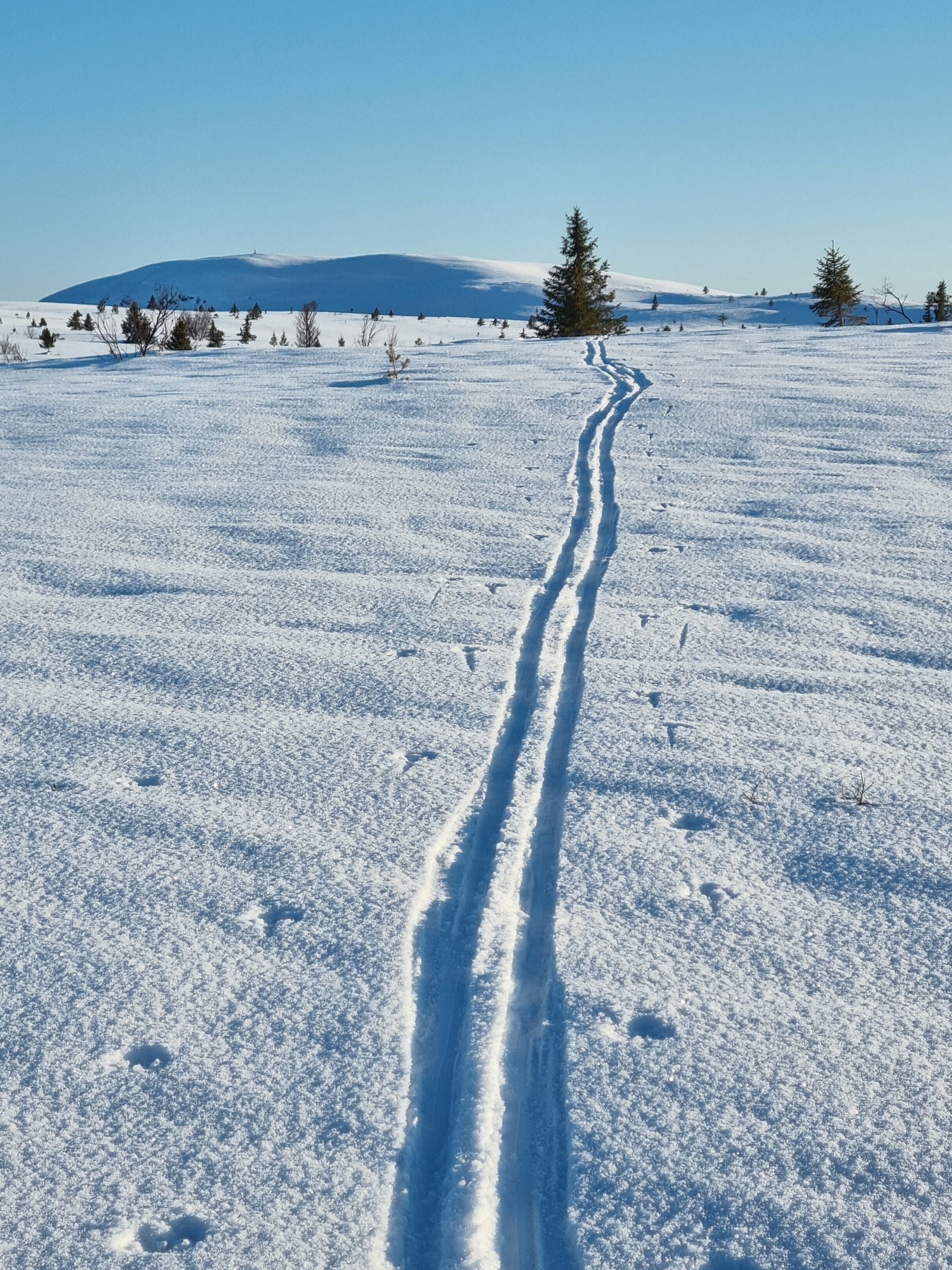 Du kan også lage dine egne spor :) Her med Kollberget i bakgrunn Galleribilde