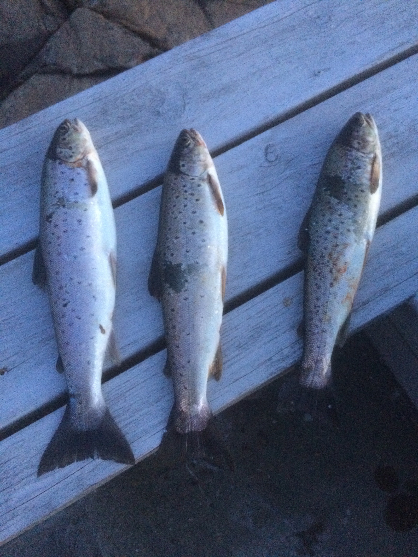 Mye ørret på Hvaler Galleribilde