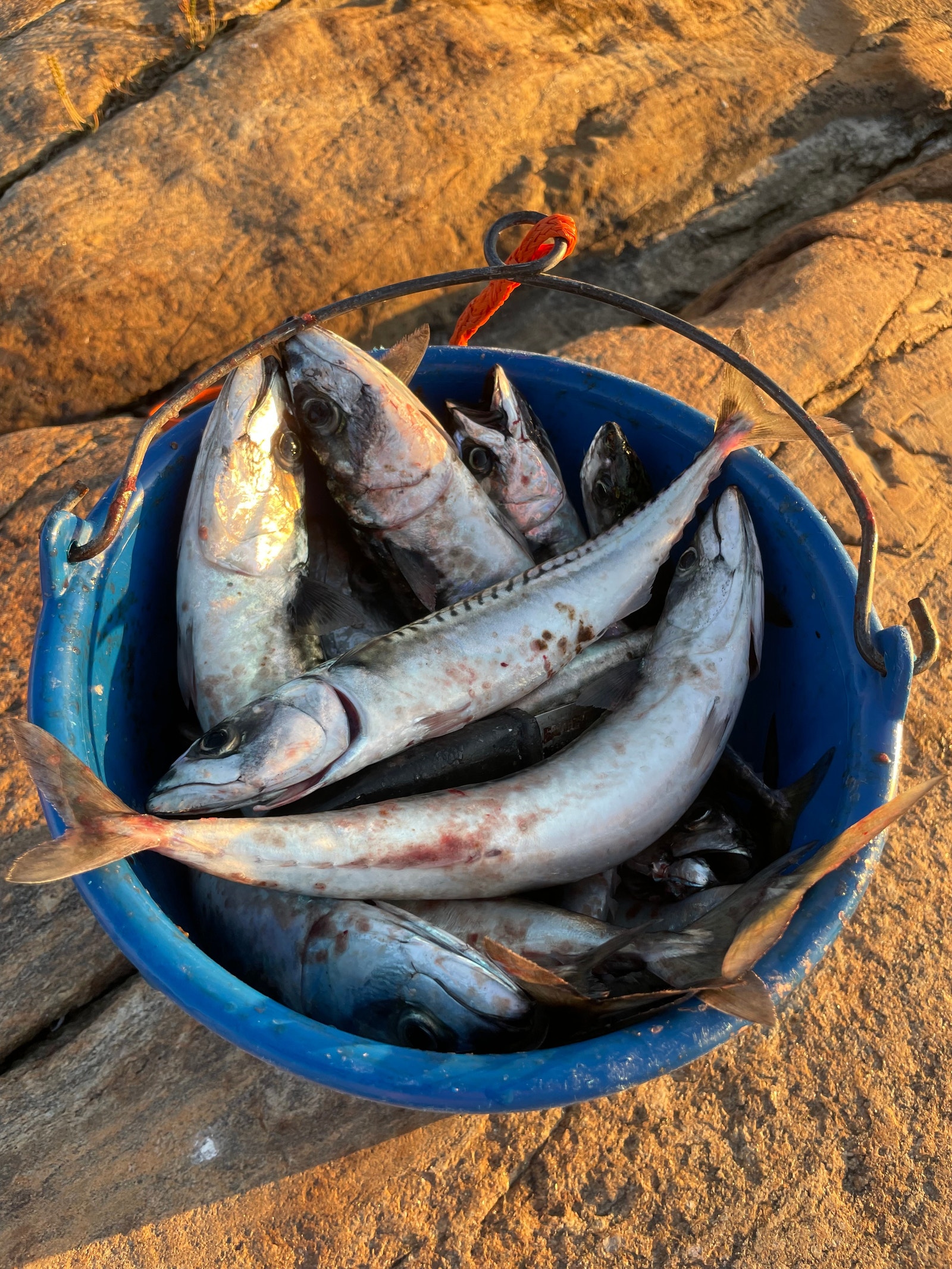 Makrell Galleribilde