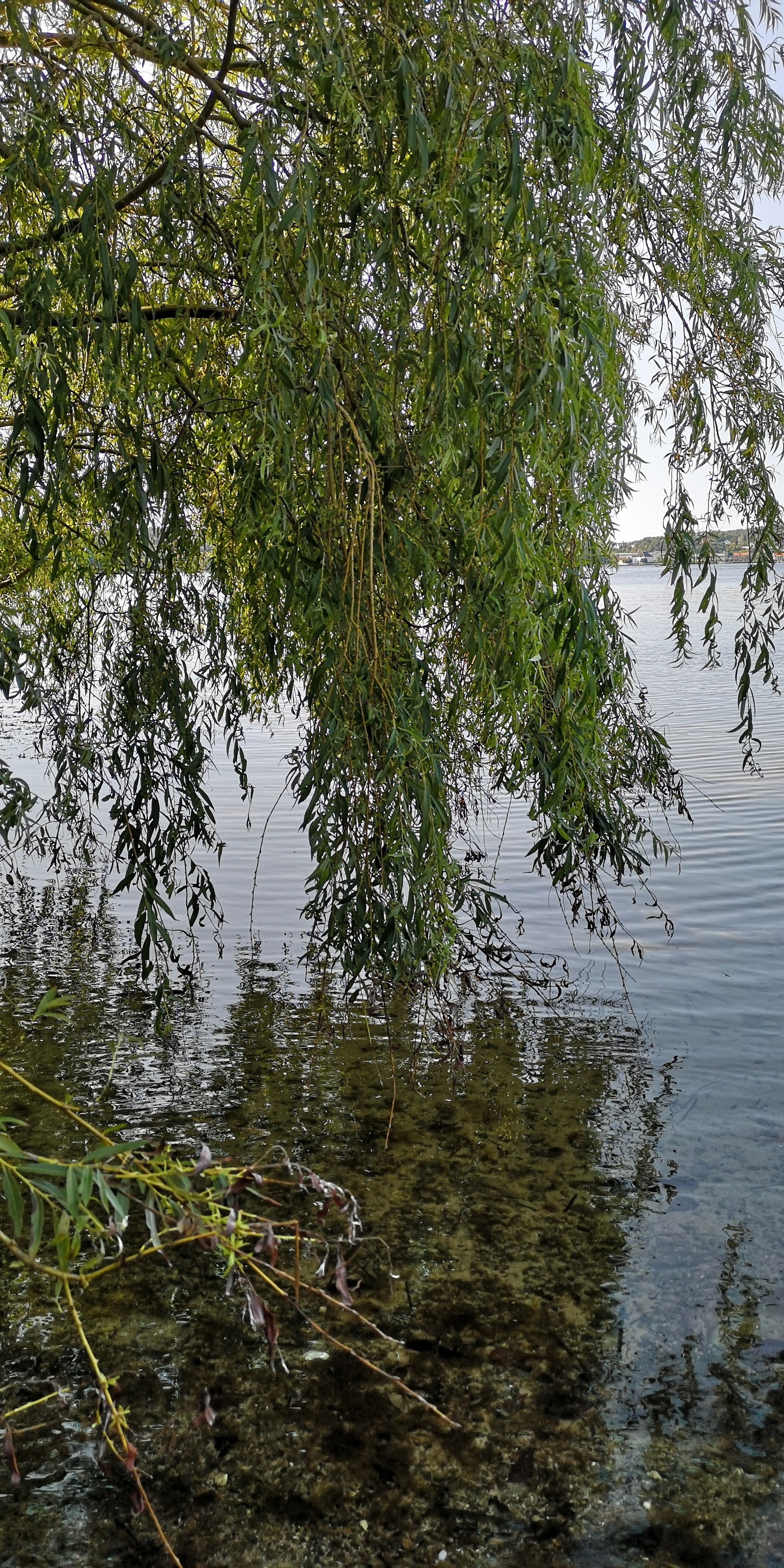 Kveldsbad under piletreet Galleribilde