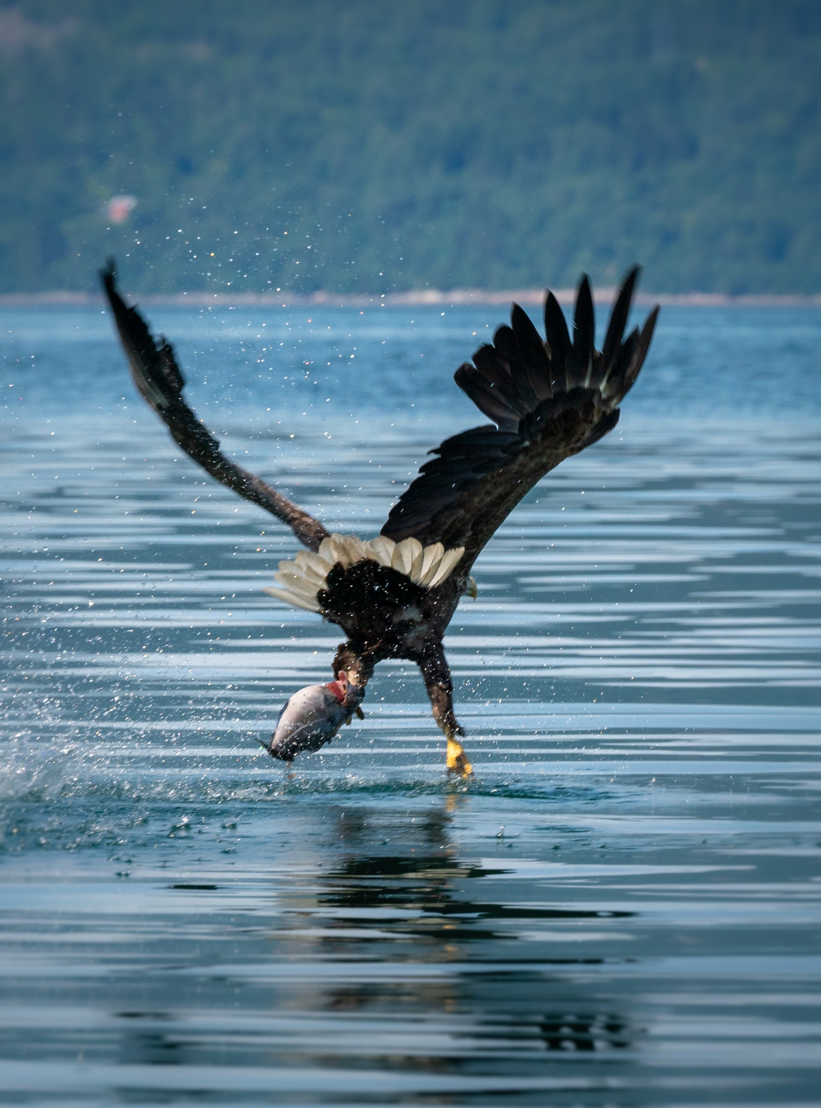 Rikt dyreliv i området Galleribilde
