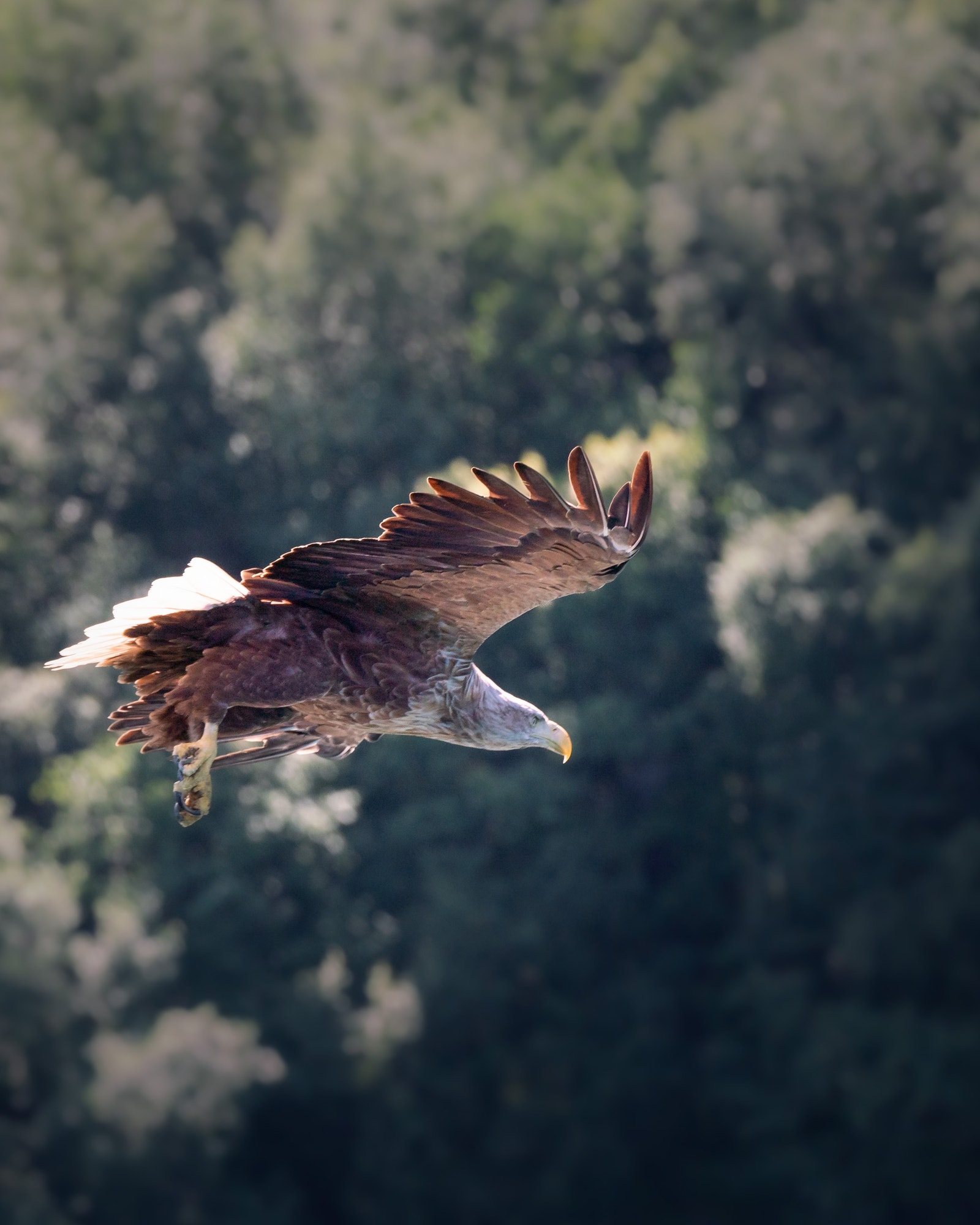 Rikt dyreliv i området Galleribilde