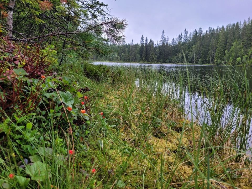 Multer. Galleribilde