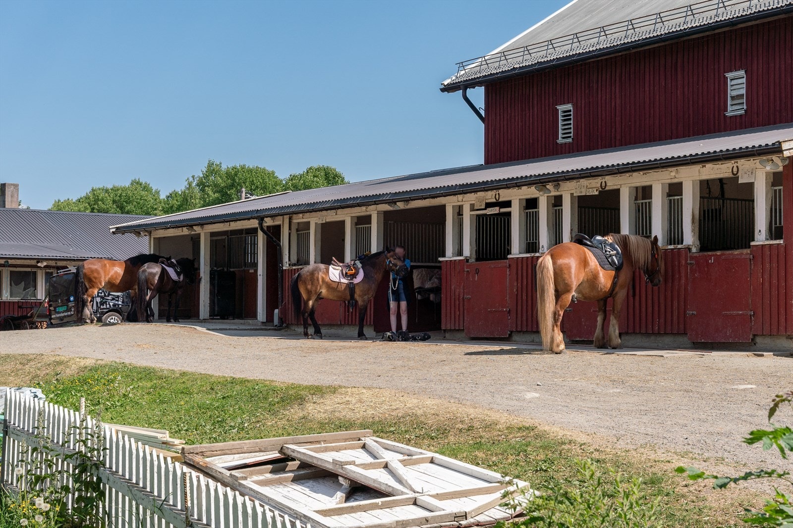Hos Aas Gård har de hester, sauer, griser, høner og haner. Galleribilde
