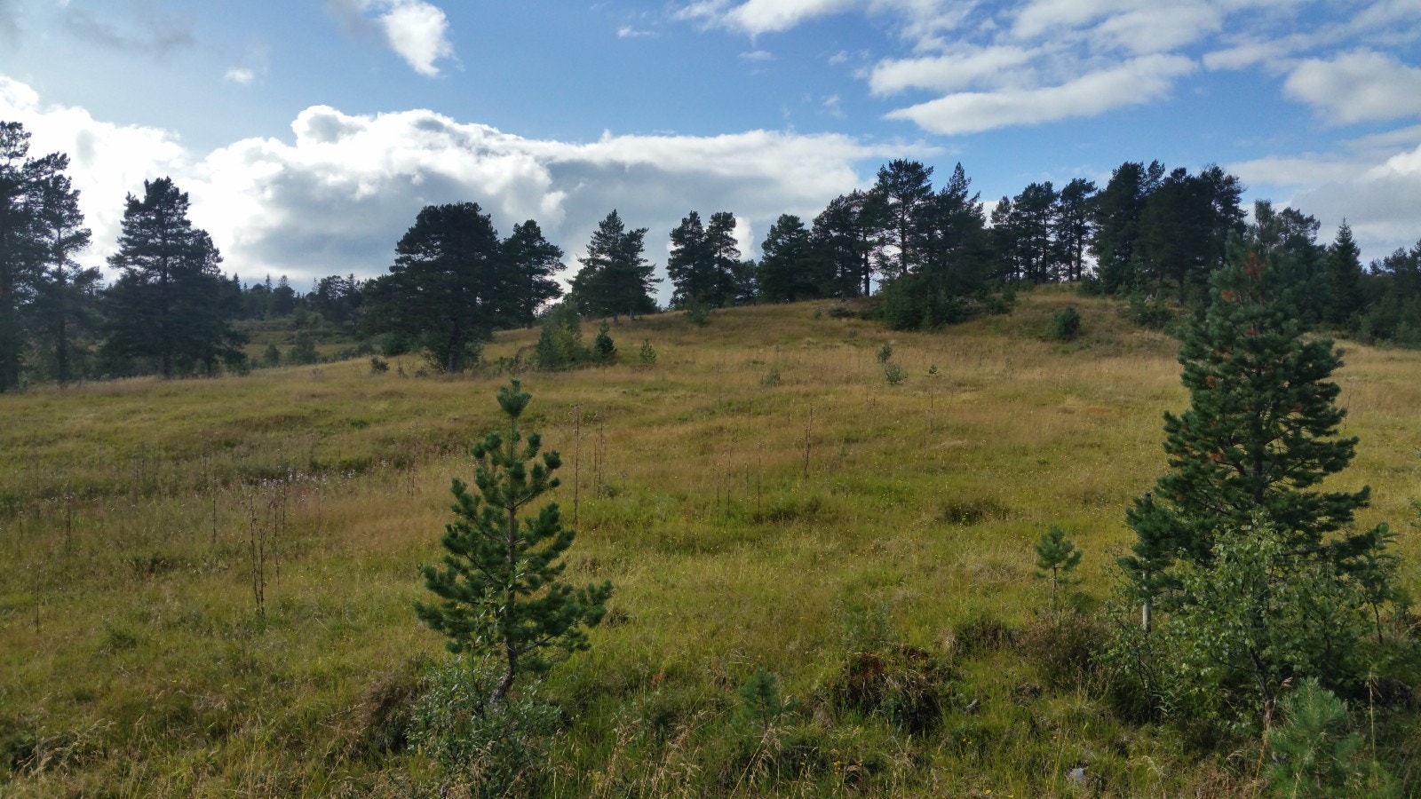 Vestlig del av feltet Galleribilde