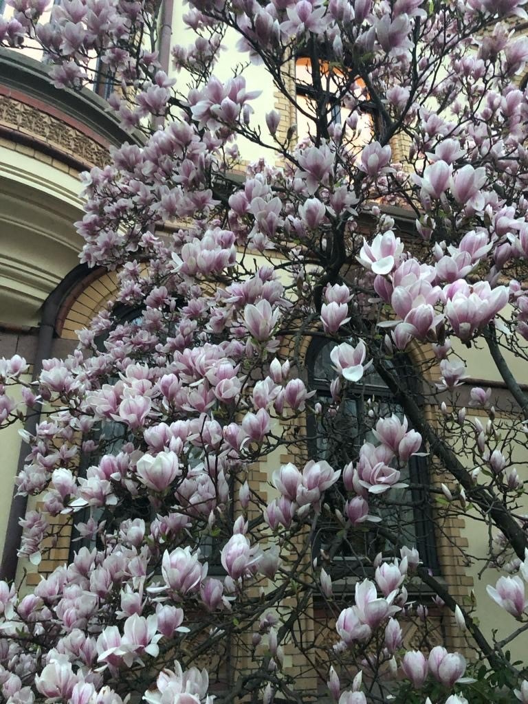 Fantastisk magnoliatre som strekker seg høyt oppover etasjene og som sees godt fra leiligheten - privat sommerbilde Galleribilde