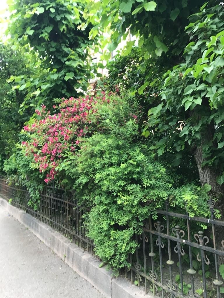 Meget frodig hage hvor ulik beplantning skjermer godt fra gaten - privat sommerbilde Galleribilde