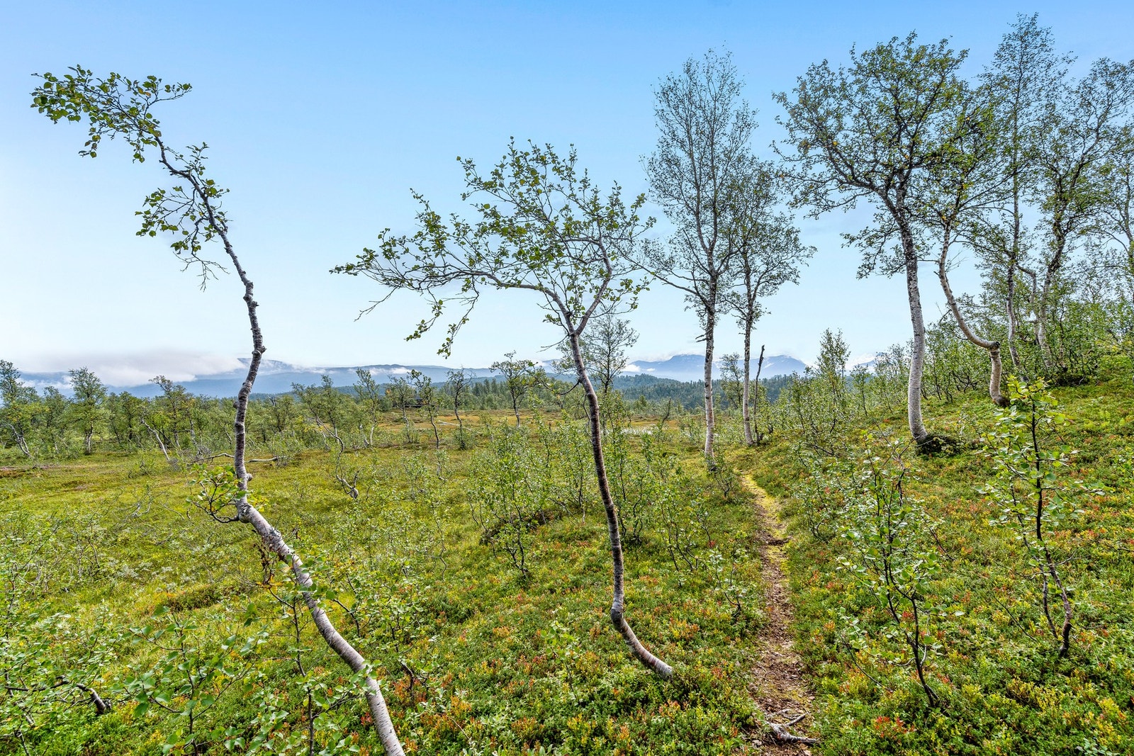Uteområde Galleribilde