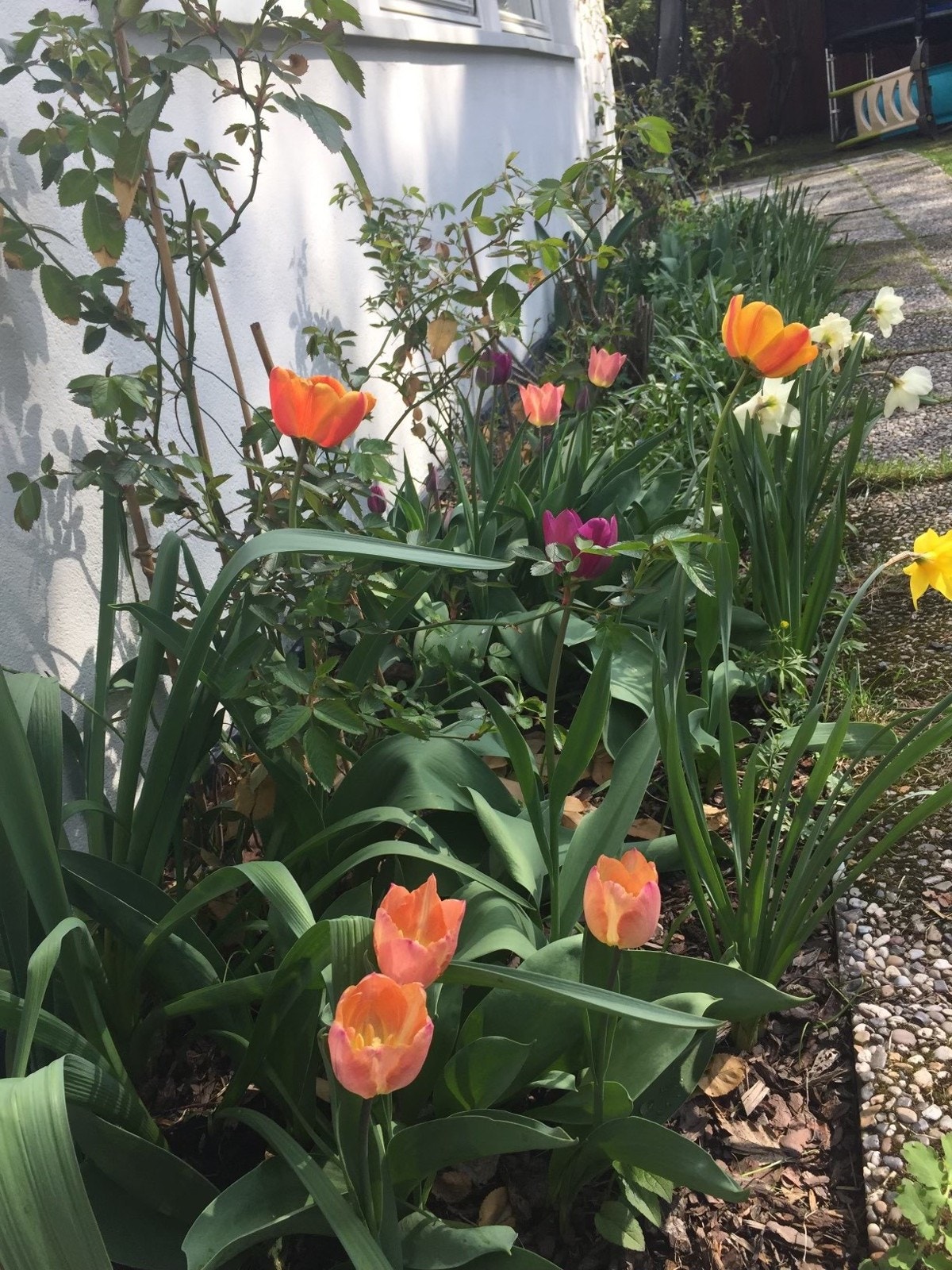 Sommerbilde privatbilde. Galleribilde