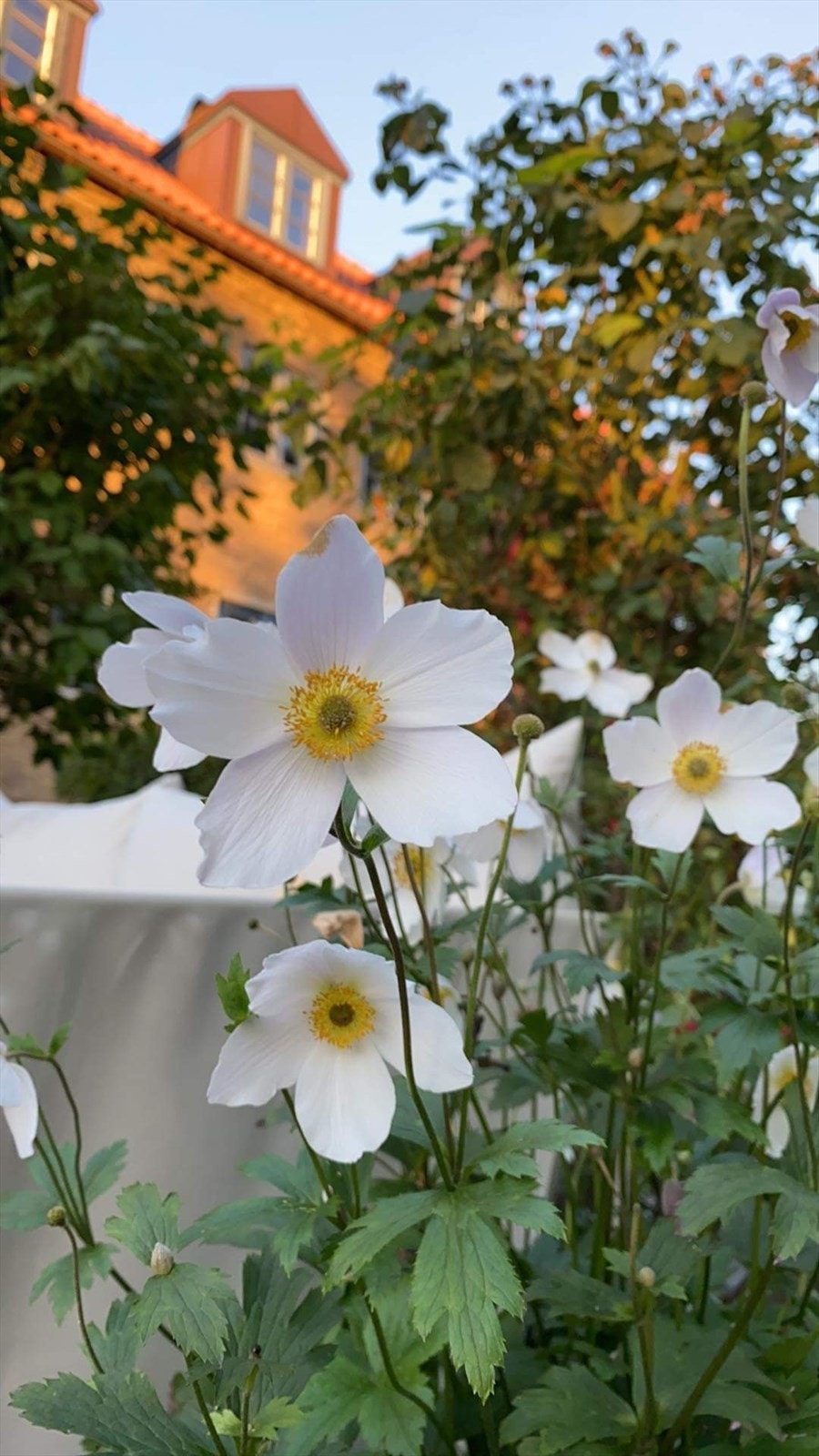 Blomst med utsikt til bygg i bakgrunn Galleribilde