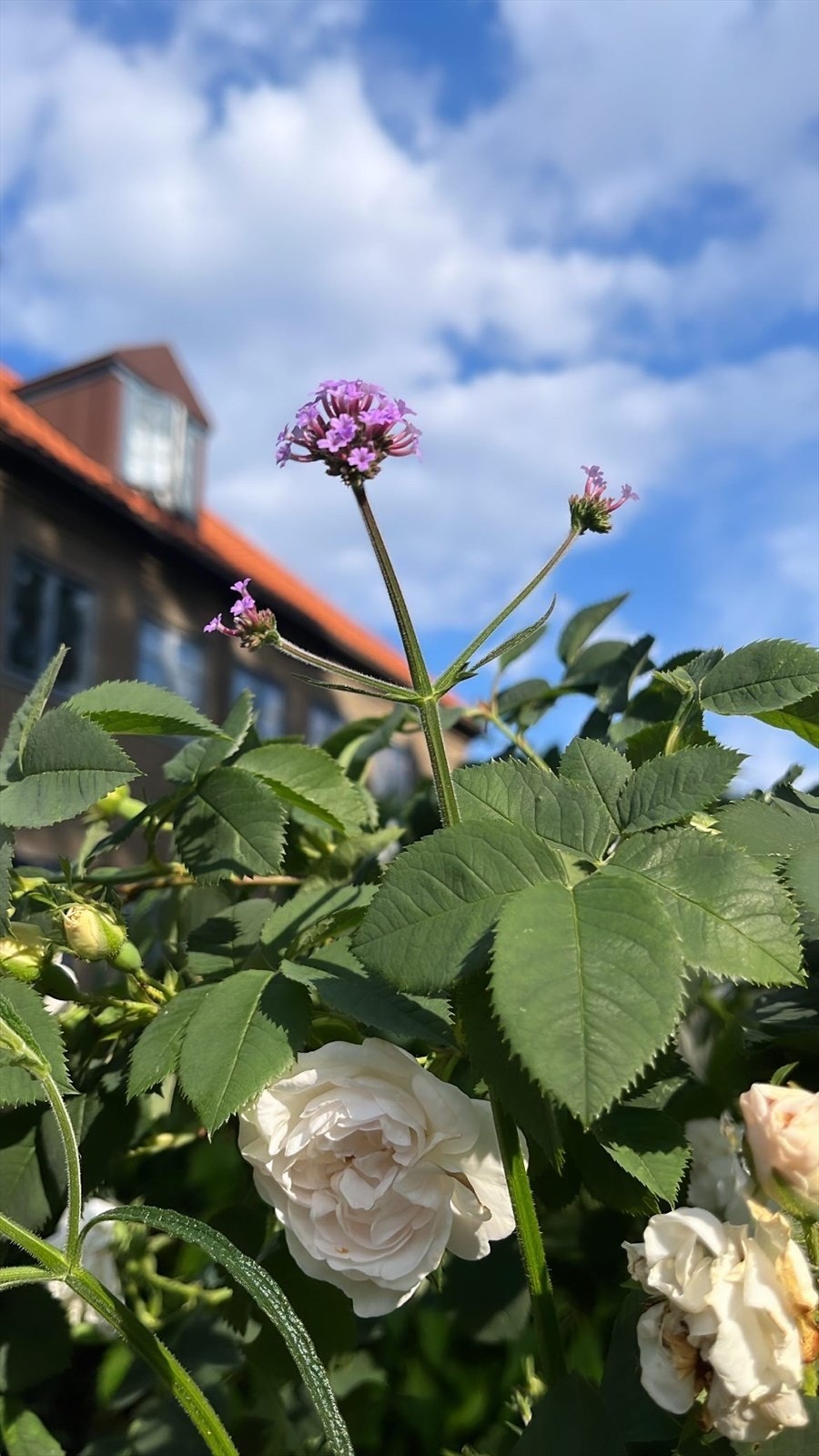 Kjempeverbena Galleribilde