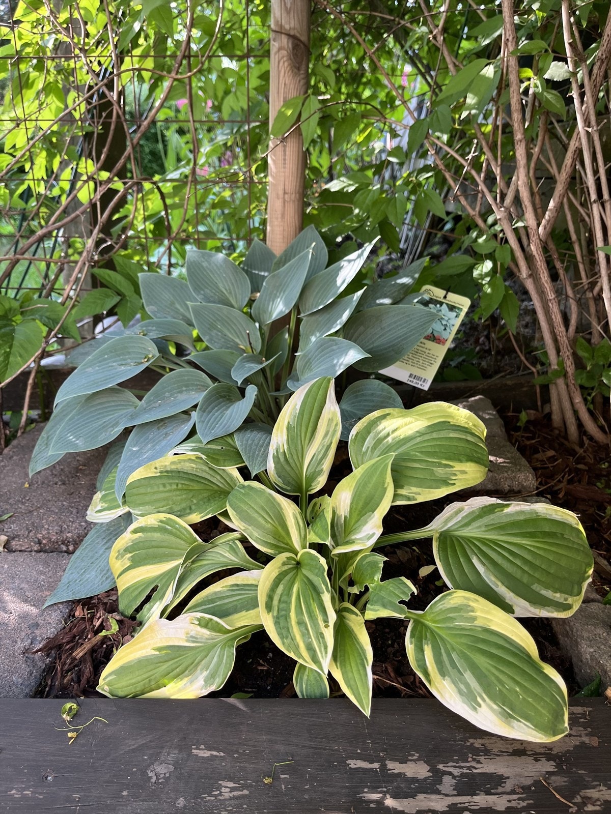 Hosta bed Galleribilde