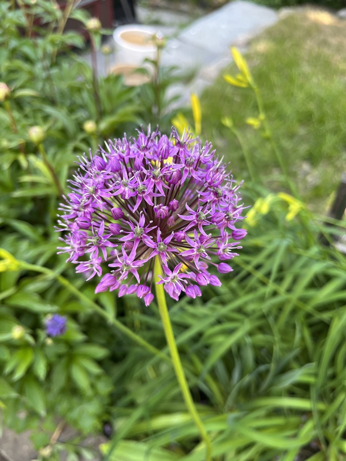 Allium Galleribilde