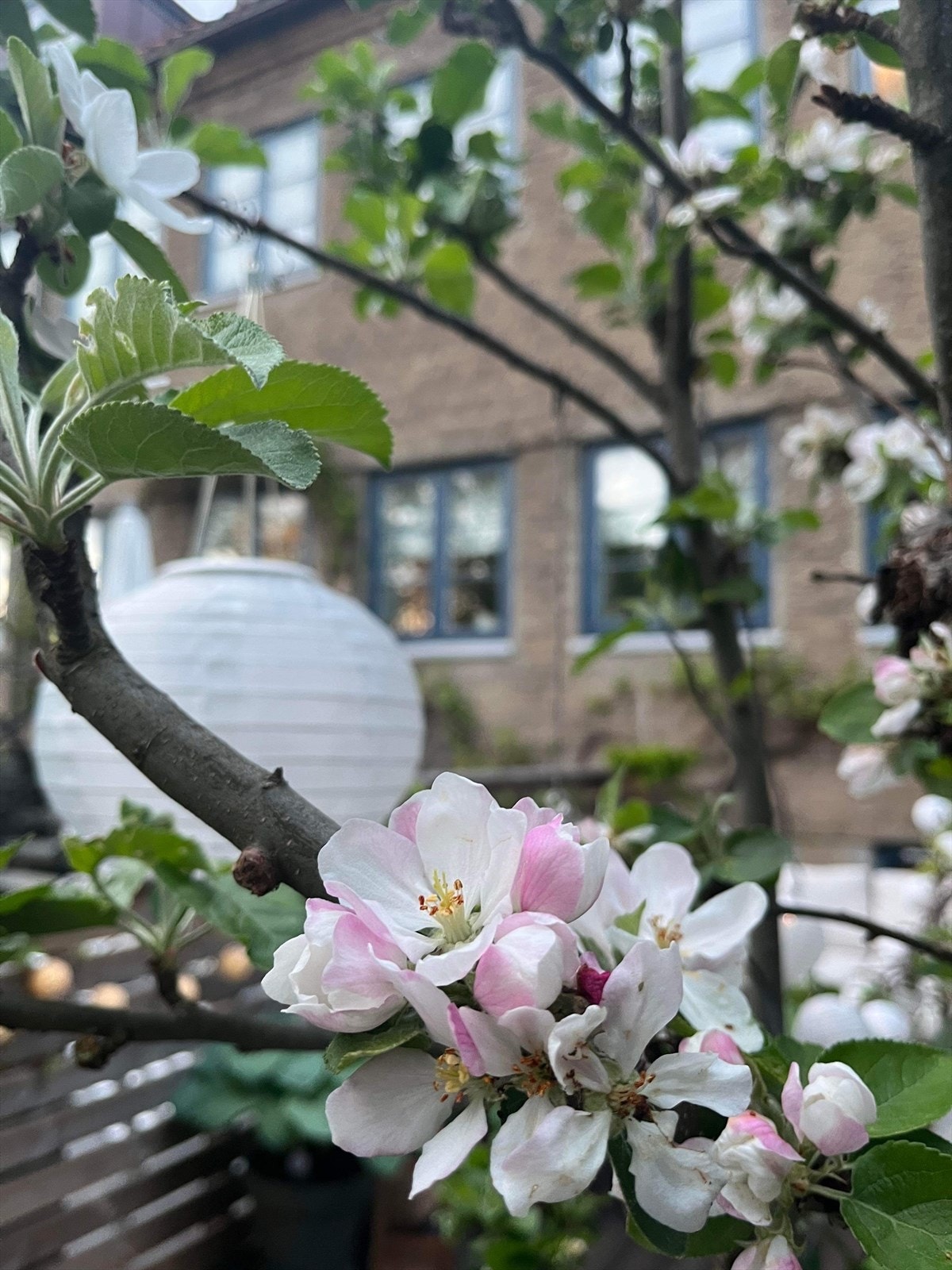 Epletre i blomstring Galleribilde