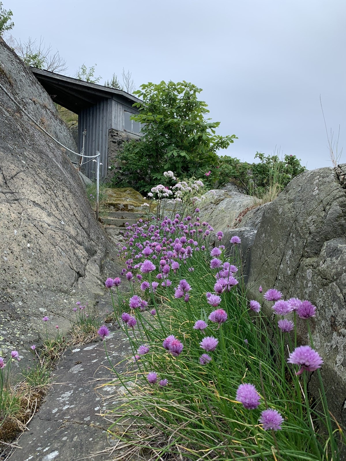 Stien til dalen blomstrer store deler av sommeren. Galleribilde
