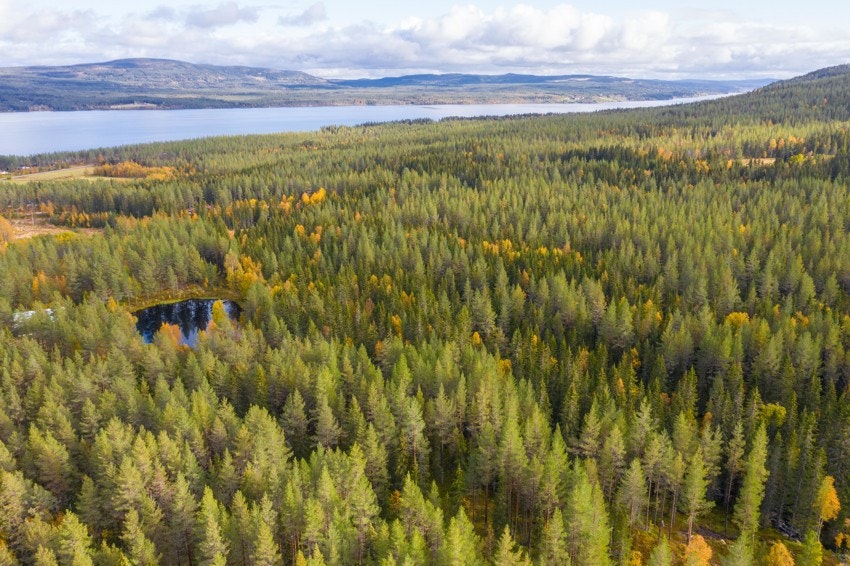 Tomten ligger i kort avstand til Osensjøen med bade, fiske og båtmuligheter. Galleribilde