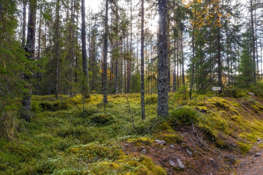 Flott turterreng rundt om i område ved tomten. Galleribilde
