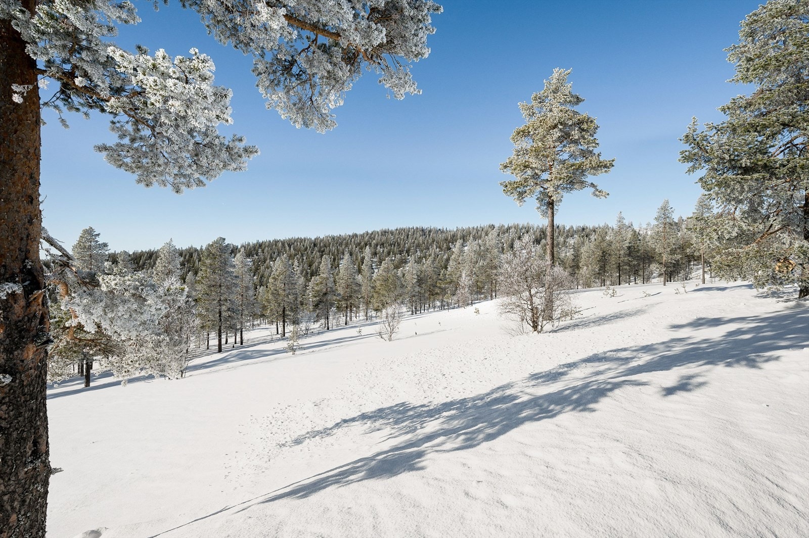 Tomten er slakt skrånet og består av stedbundet vegetasjon Galleribilde