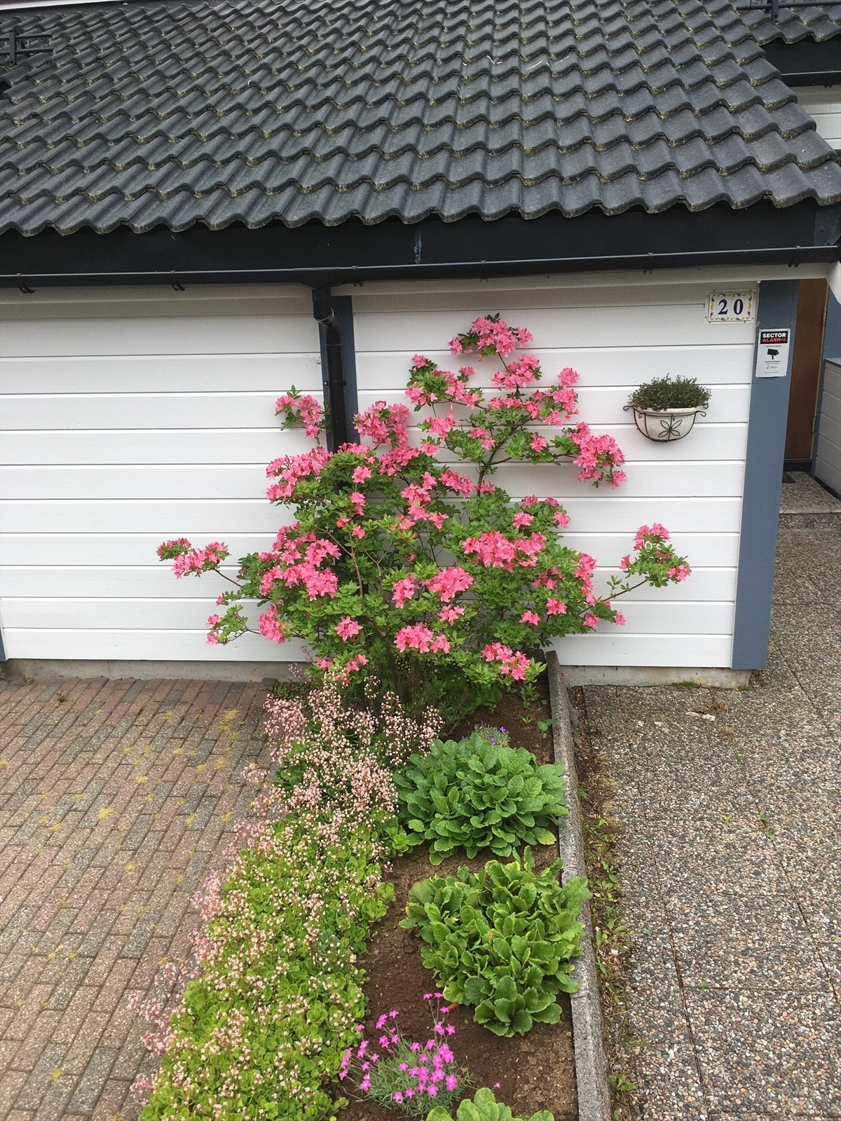 Sommerbilde fra hagen Galleribilde