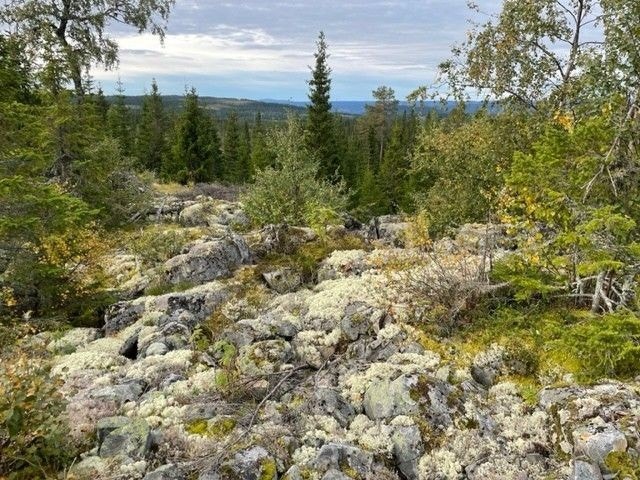 Bilde fra tomt. Galleribilde