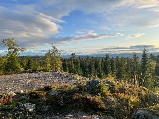 Bilde fra tomt. Galleribilde