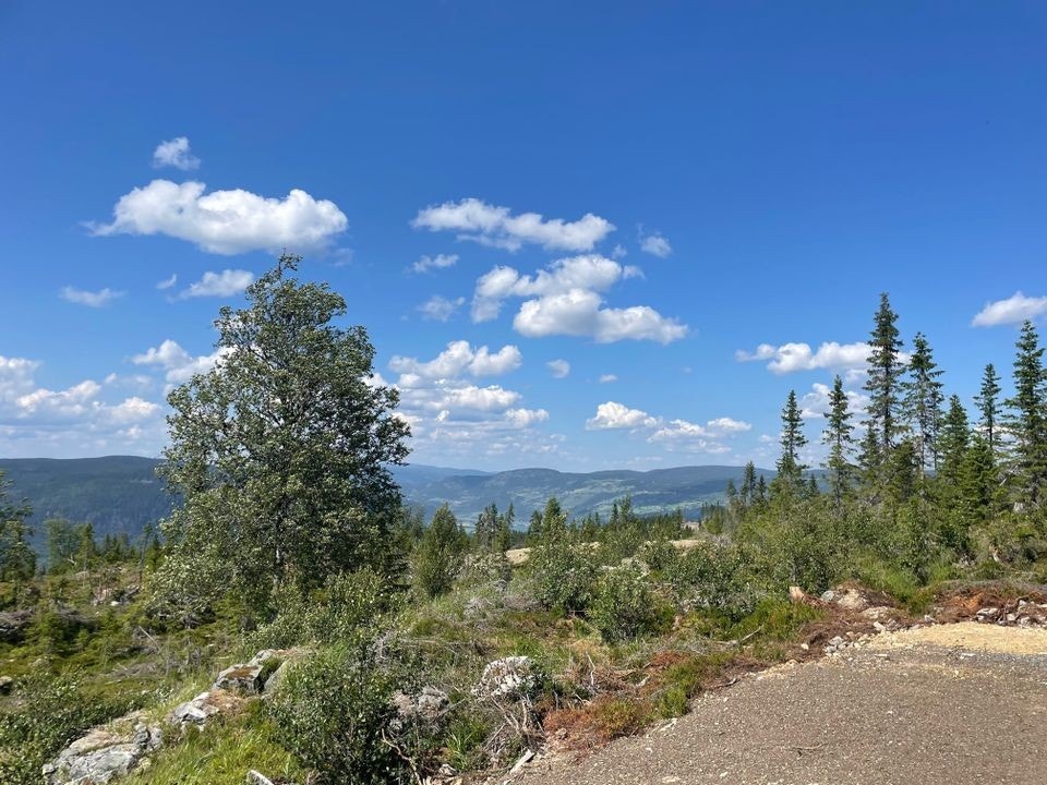 Bilde fra tomt. Galleribilde