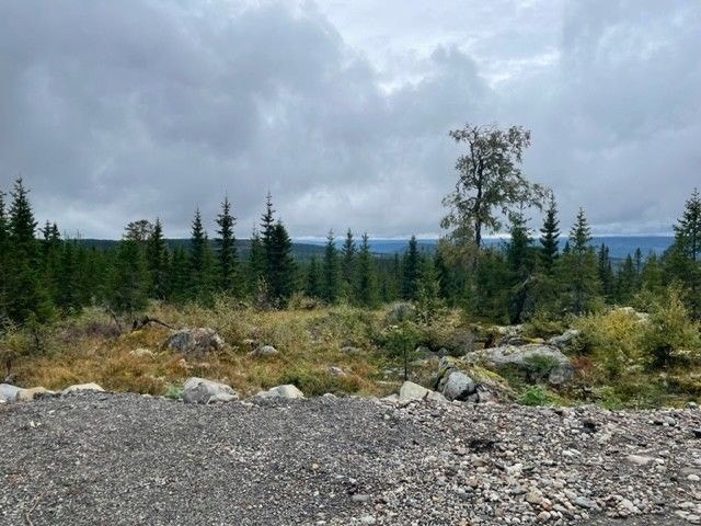 Bilde fra tomt. Galleribilde