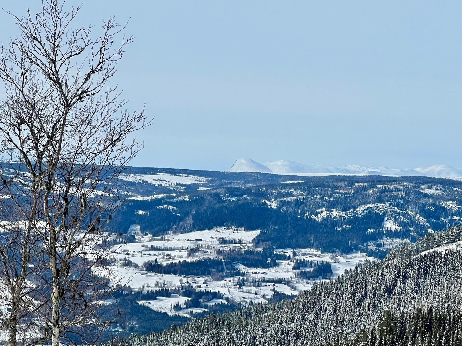 Utsikt fra tomta mot vest/Skogshordn Galleribilde