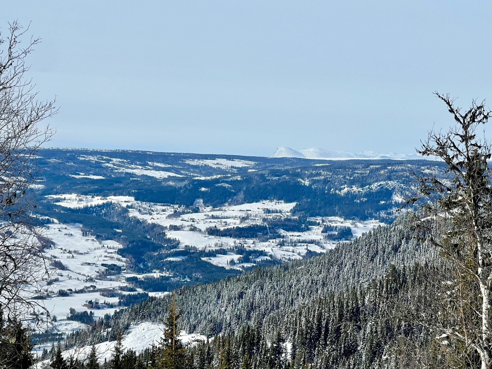 Utsikt fra tomta mot vet/Skogshorn Galleribilde