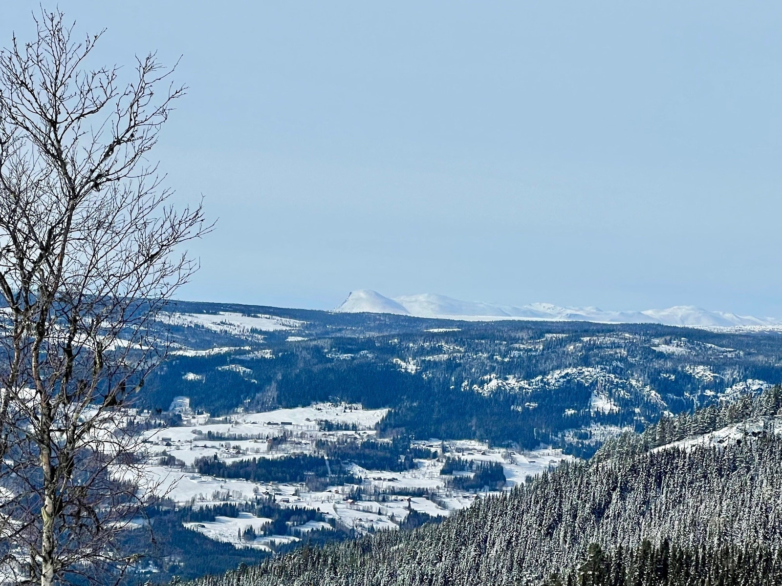 Utsikt fra tomta mot Skogshorn Galleribilde