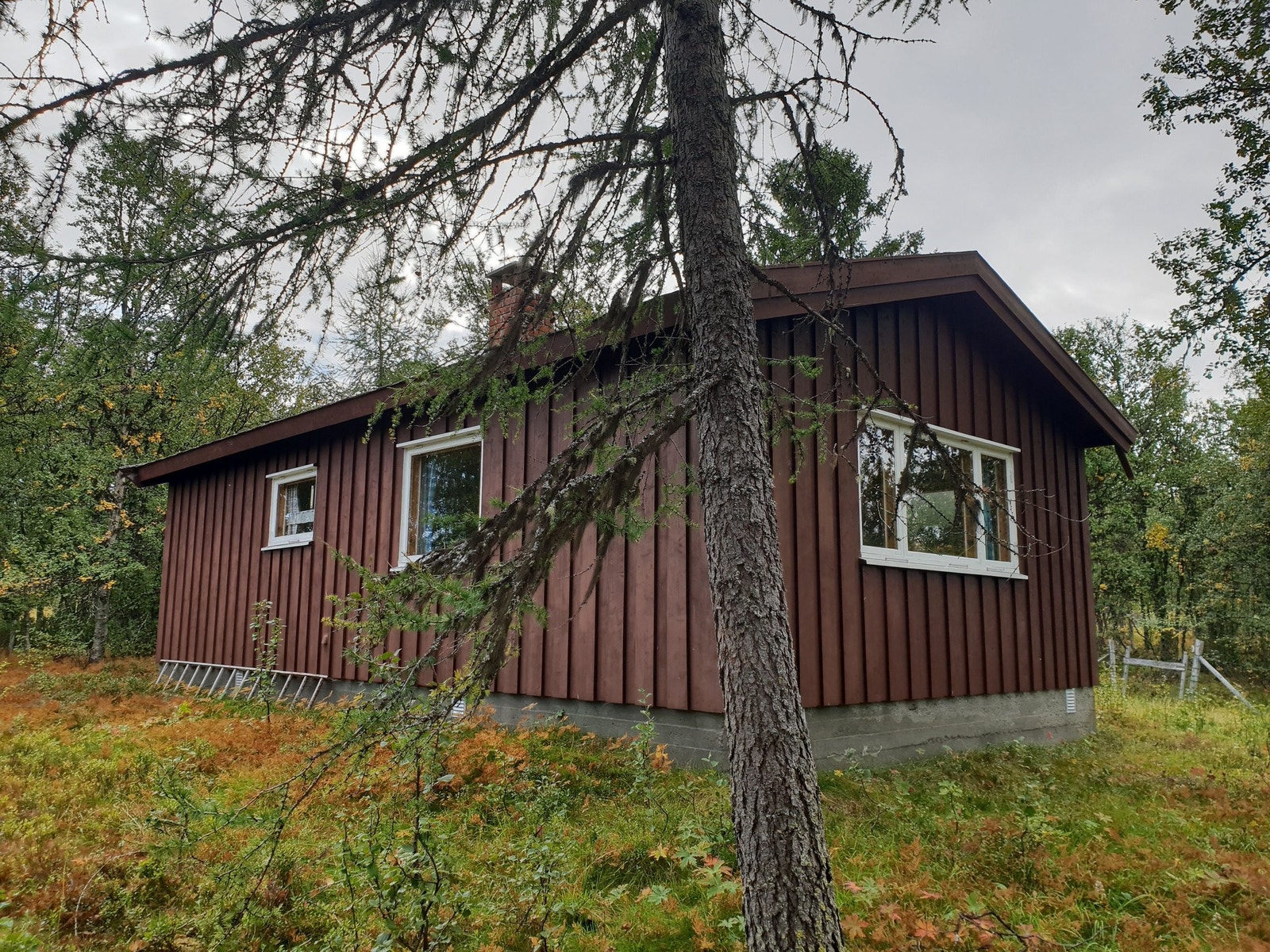 Hytta ligger i hyggelige omgivelser preget av fjellbjørk. Galleribilde