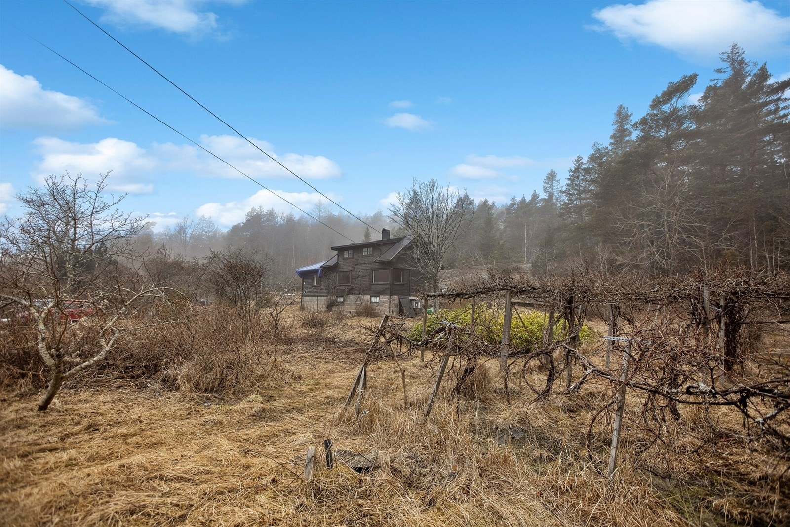 Det er mange vinranker med ca. 1000 drueplanter på større deler av eiendommen. Galleribilde