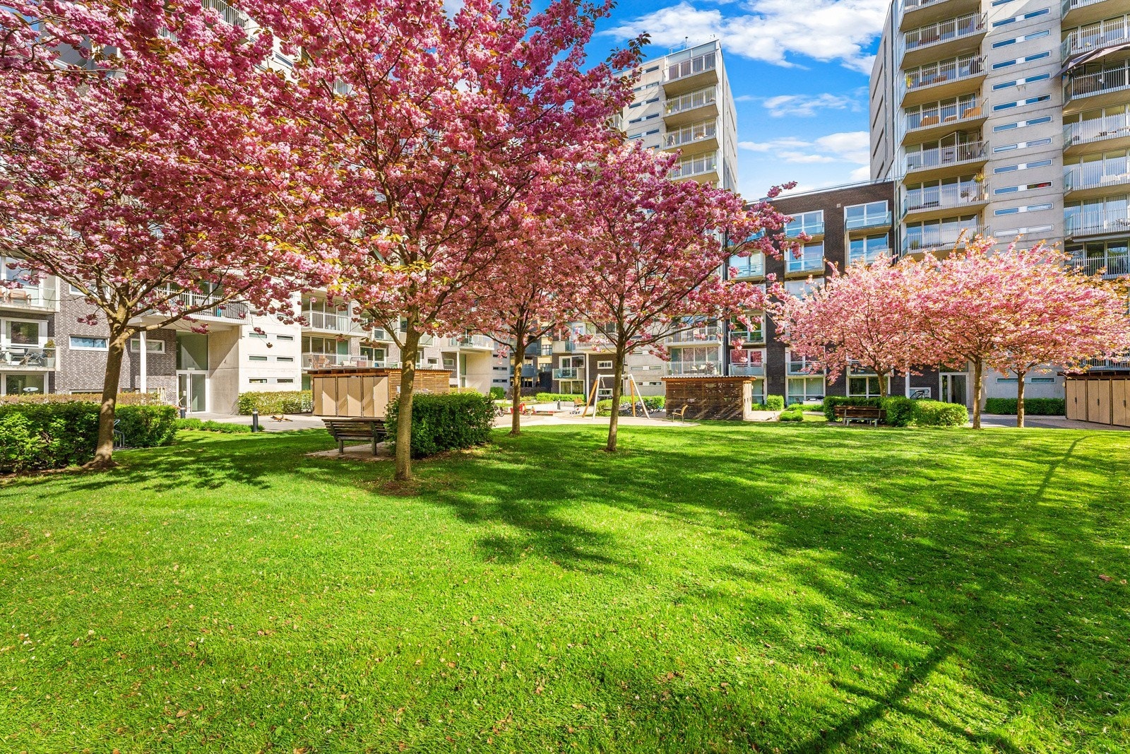 Vakker blomstring i mai. Galleribilde