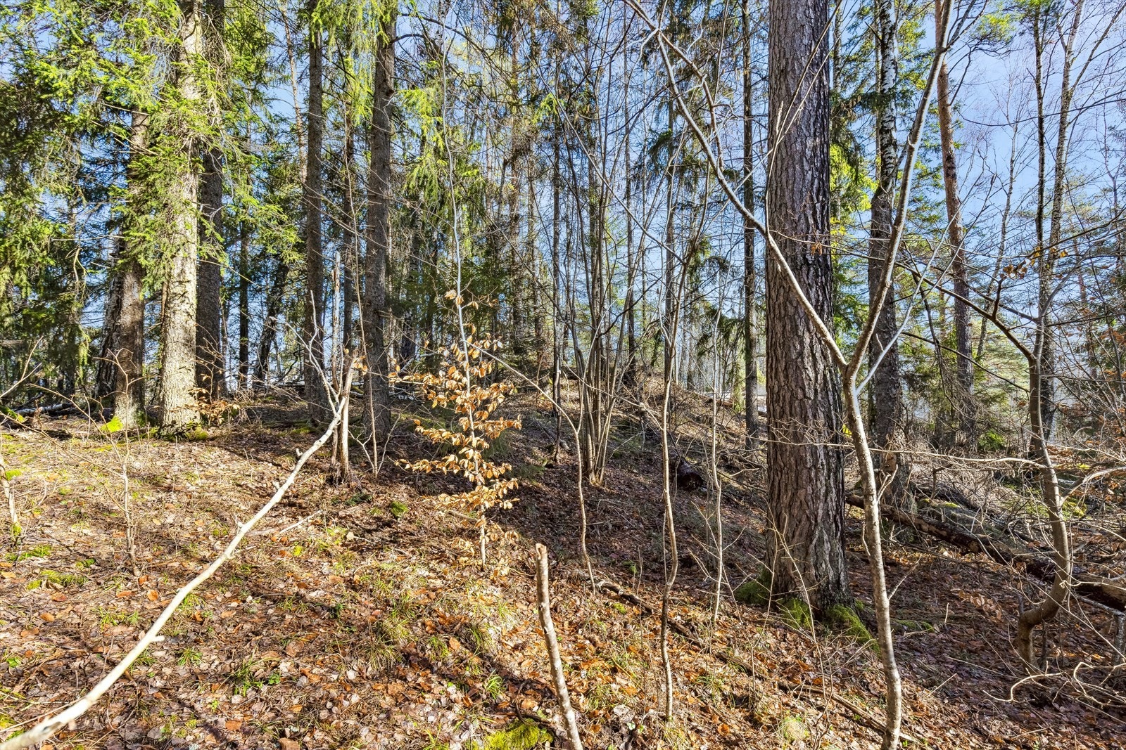 Bilder fra tomten Galleribilde