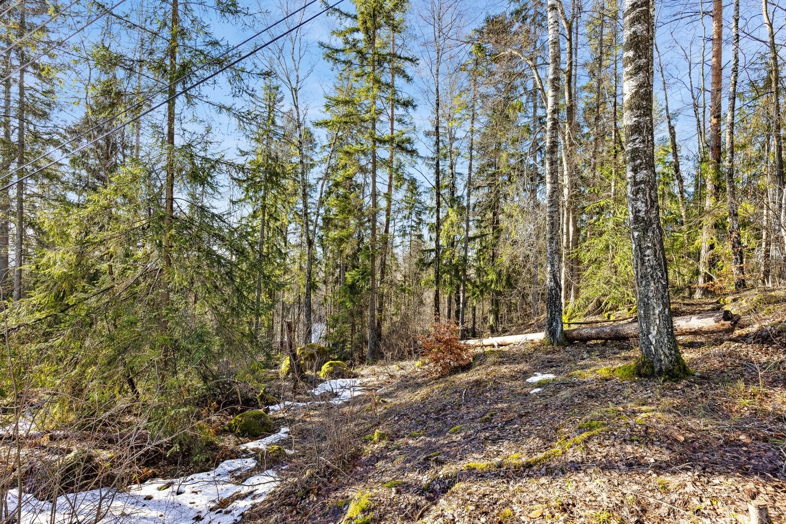 Bilder fra tomten - her kan det ved rydding bli veldig solrikt Galleribilde