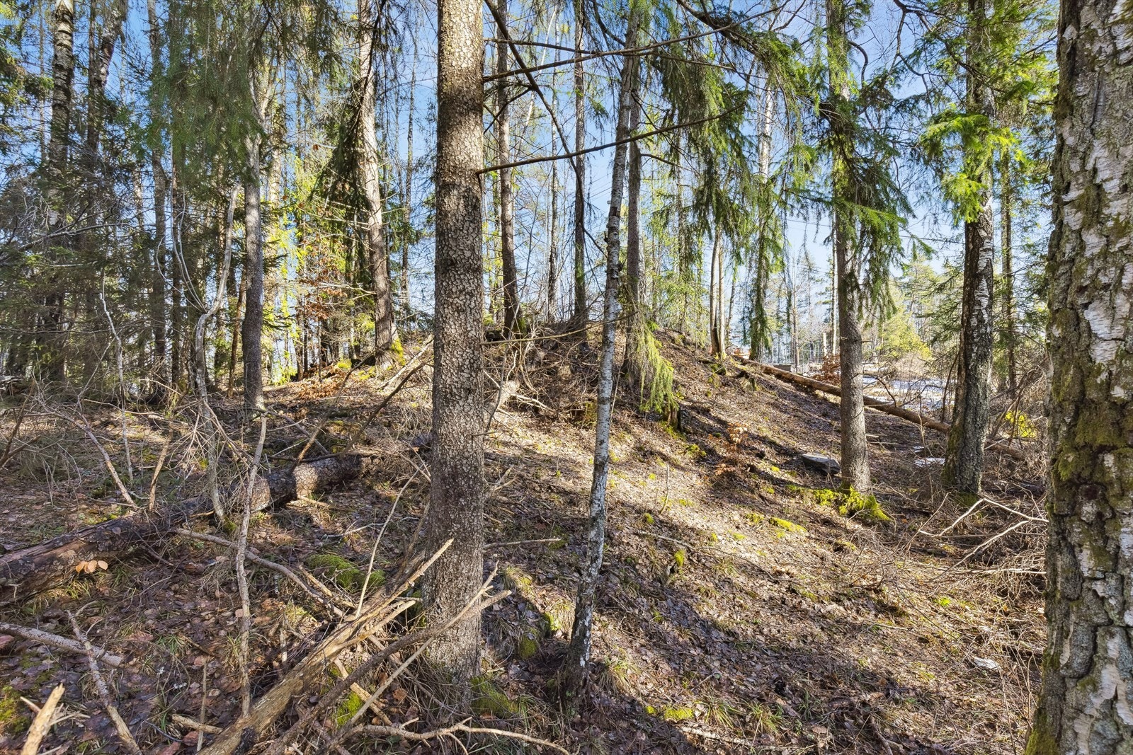 Bilder fra tomten - 3 mål Galleribilde