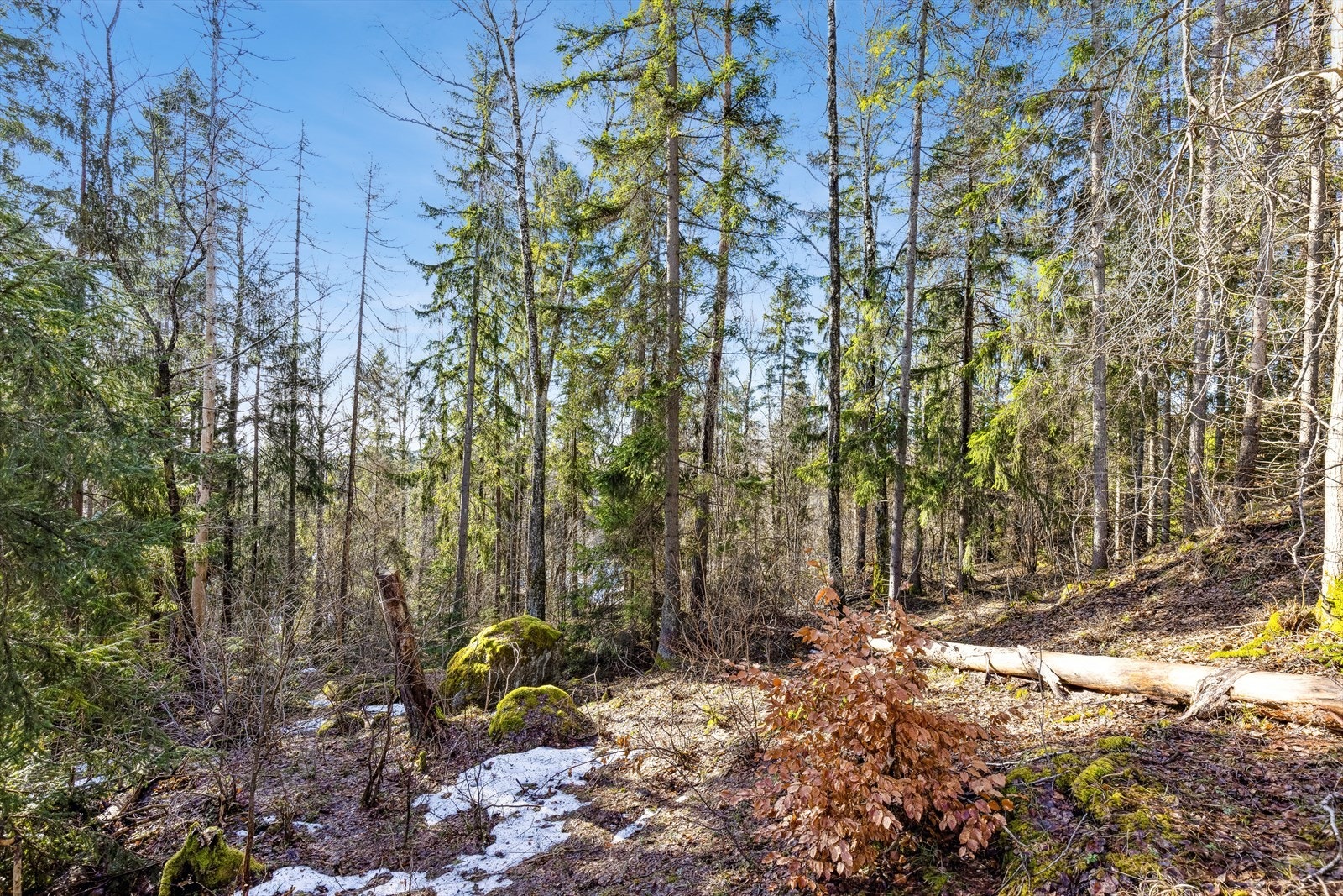 Bilder fra tomten Galleribilde
