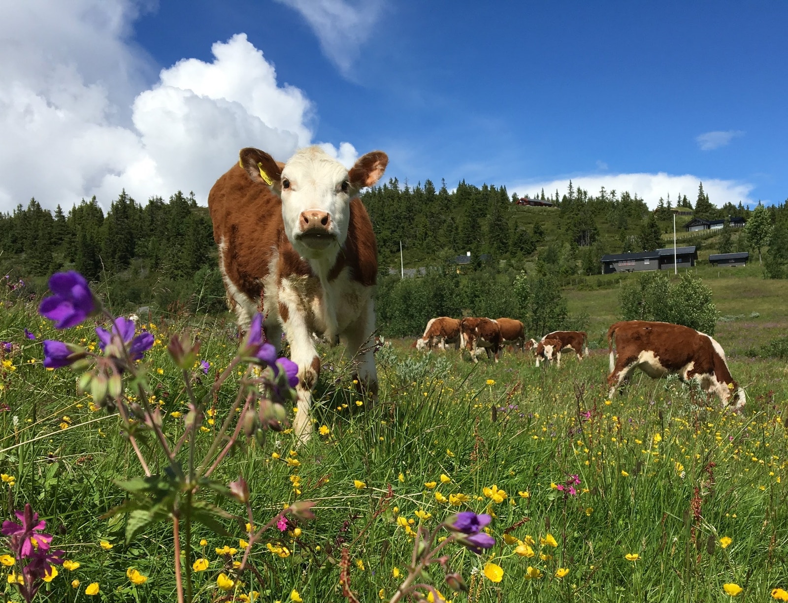 Ølnesseter har et aktivt stølsliv, noe som gir en helt spesiell idyll i sommerhalvåret Galleribilde