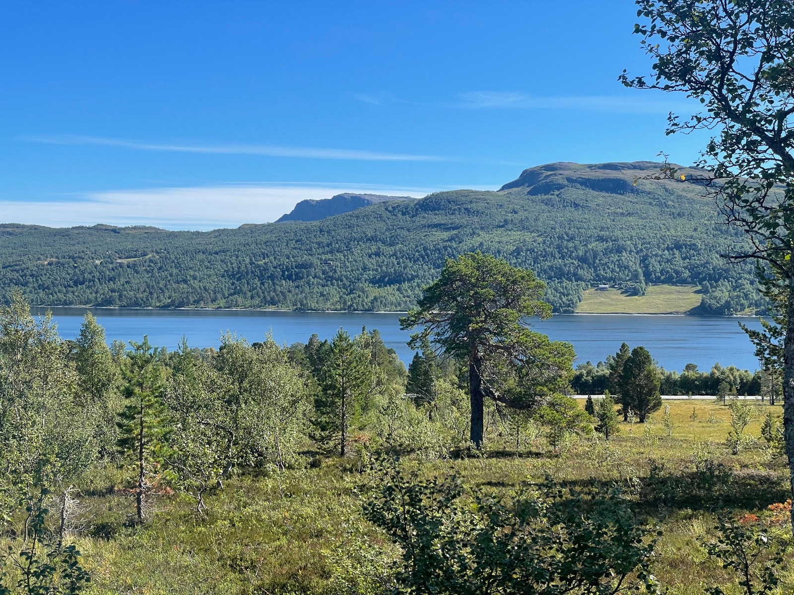 Bilde fra tomt Galleribilde