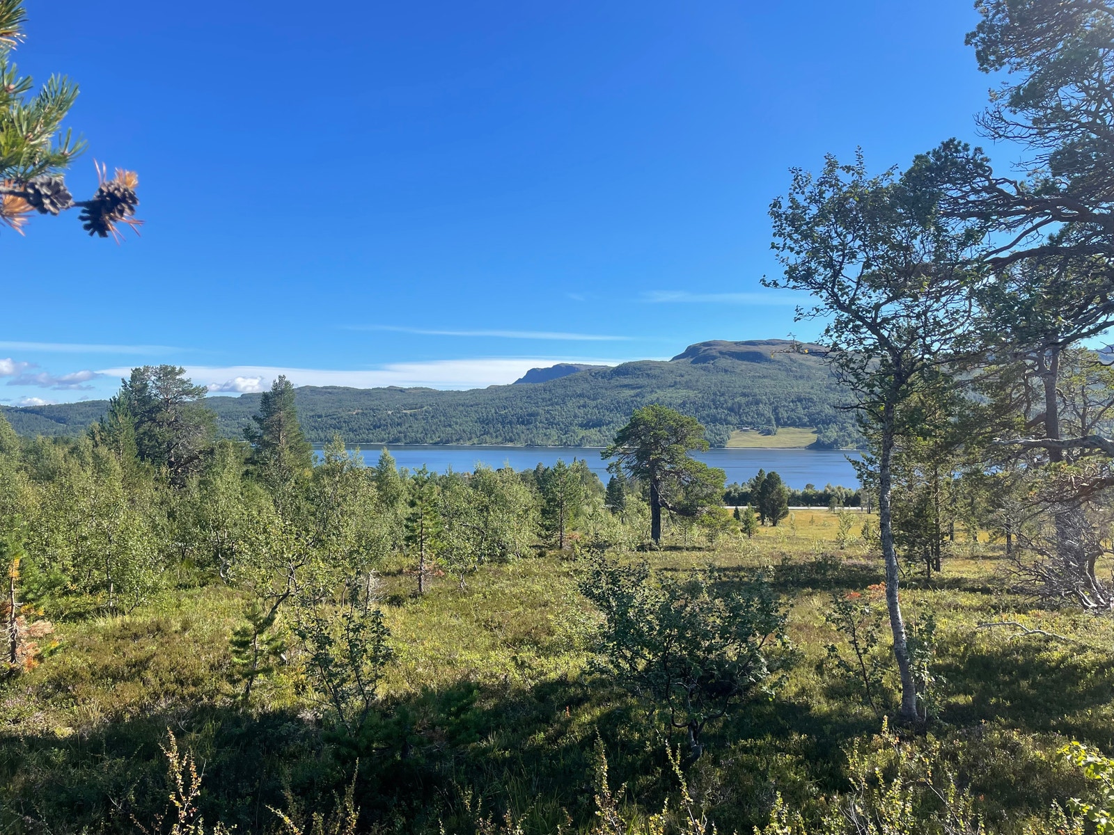 Bilde fra tomt Galleribilde