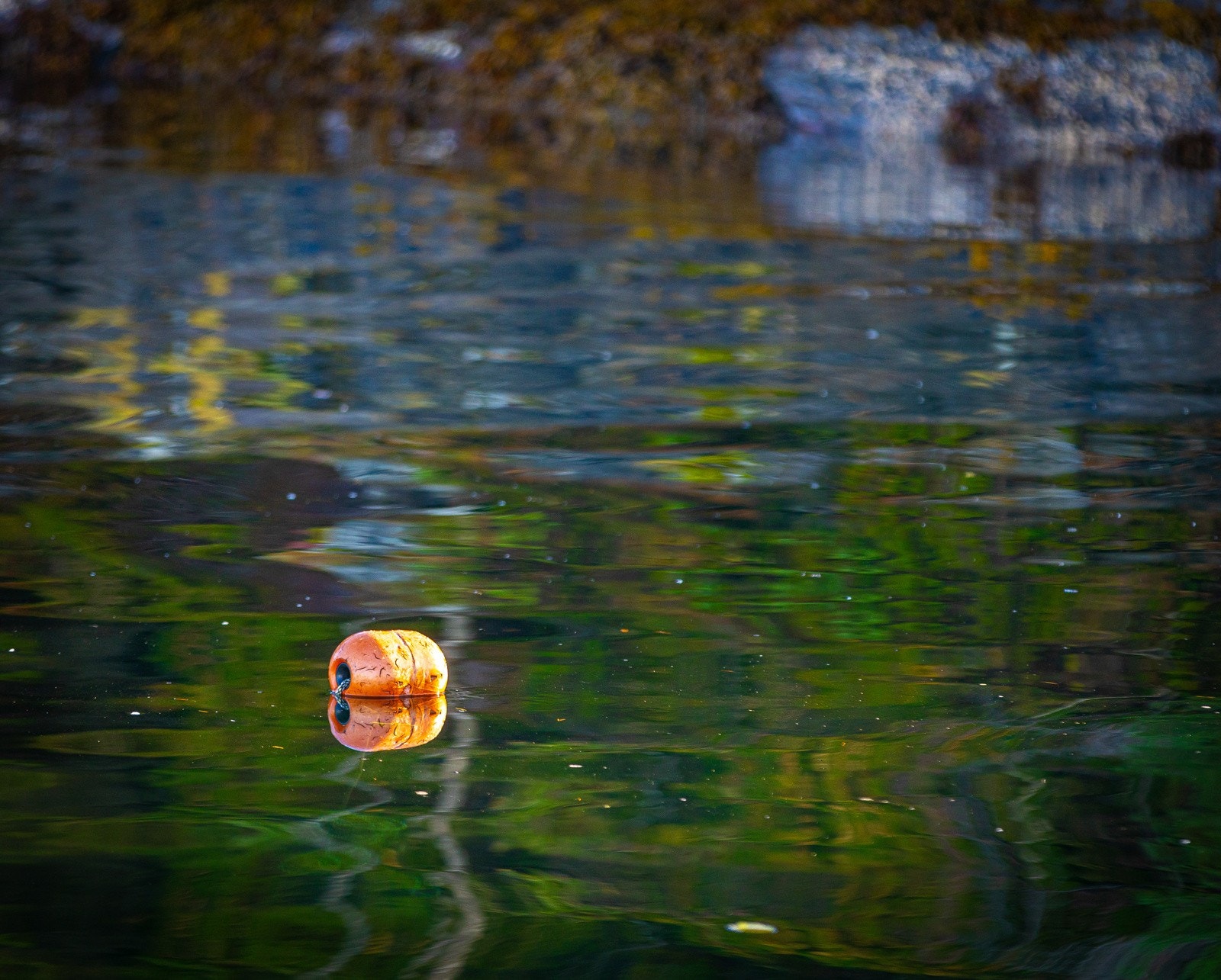 Hummersesonger er i gang. Galleribilde