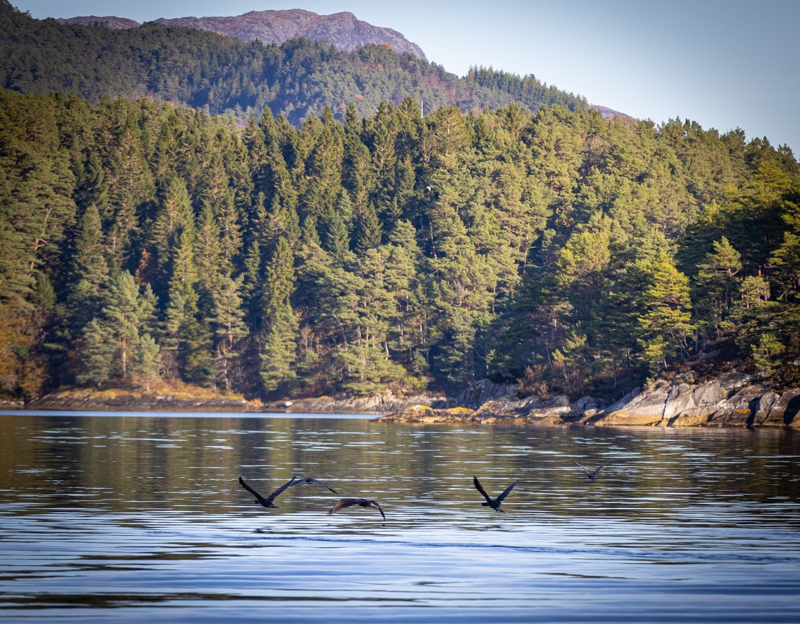 Sjøen som nærmeste nabo. Galleribilde