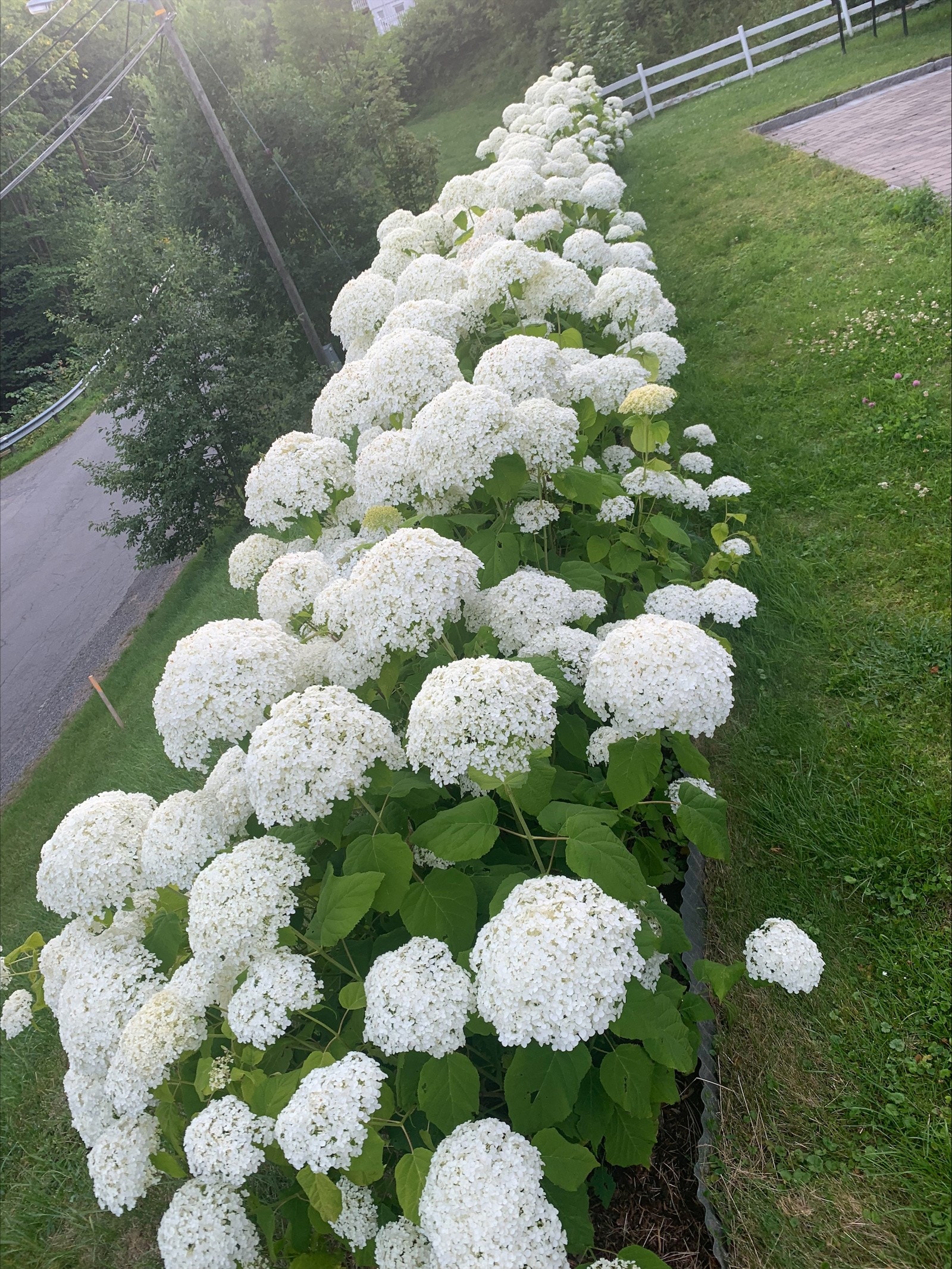 Pent opparbeidet eiertomt med flotte Hortensiahekker og beplantning Galleribilde