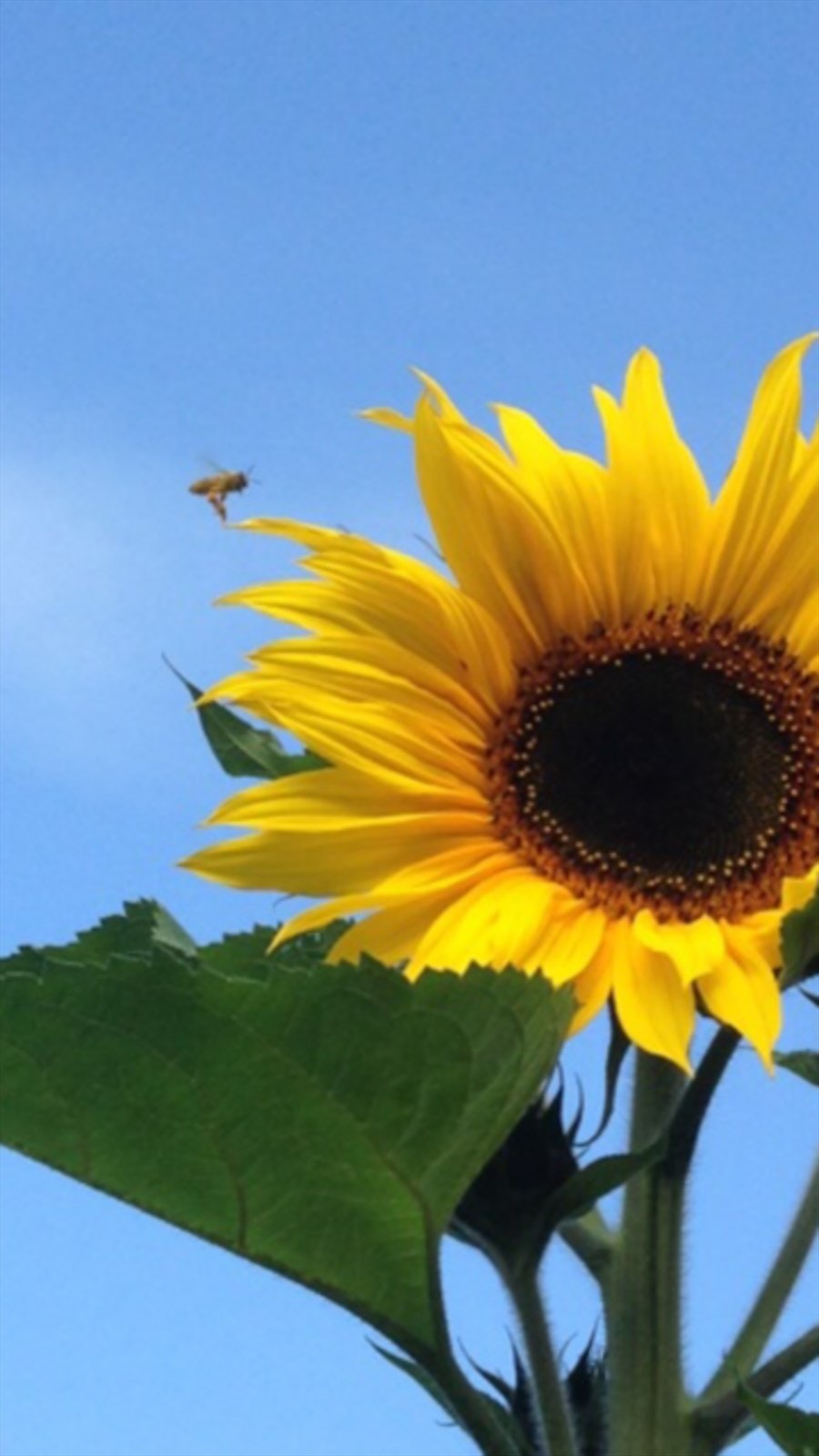 Selgers eget bilde | Hageidyll. Galleribilde