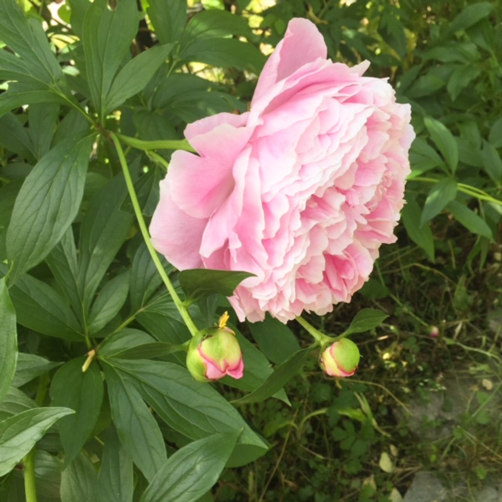 Selgers eget bilde | Hageidyll. Galleribilde