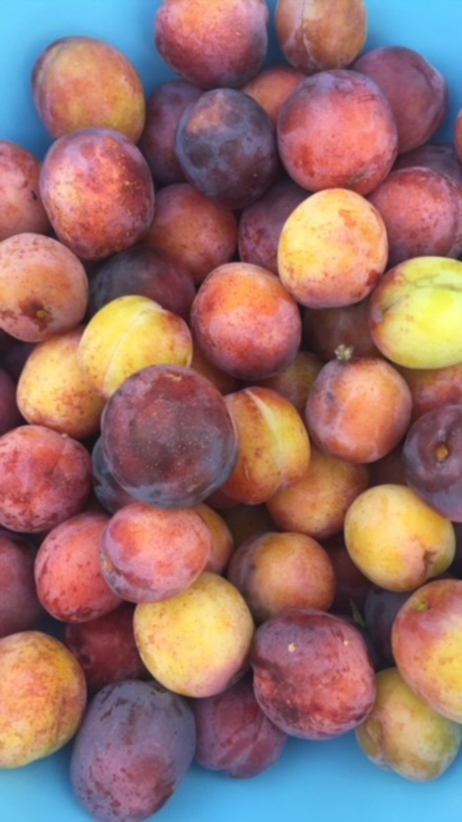 Selgers eget bilde | Hageidyll. Galleribilde